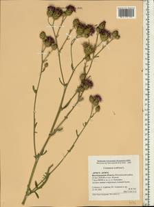 Centaurea scabiosa L., Eastern Europe, Lower Volga region (E9) (Russia)