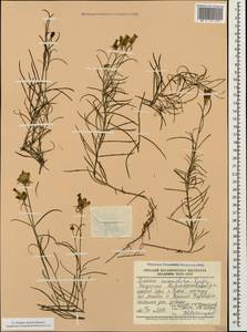 Linaria incompleta Kuprian., Caucasus, Dagestan (K2) (Russia)