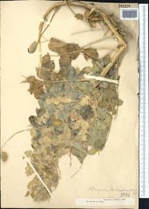 Astragalus lehmannianus Bunge, Middle Asia, Muyunkumy, Balkhash & Betpak-Dala (M9) (Kazakhstan)