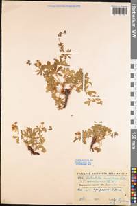 Potentilla humifusa Willd. ex D. F. K. Schltdl., Eastern Europe, North Ukrainian region (E11) (Ukraine)