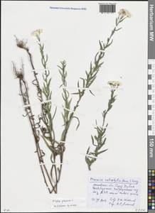 Achillea salicifolia subsp. salicifolia, Eastern Europe, Moscow region (E4a) (Russia)