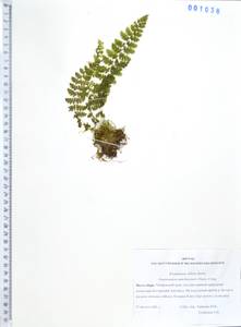 Physematium manchuriense (Hook.) Nakai, Siberia, Russian Far East (S6) (Russia)