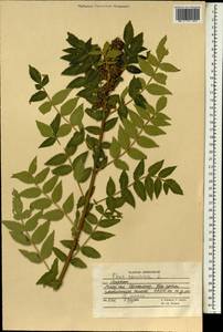 Rhus coriaria L., South Asia, South Asia (Asia outside ex-Soviet states and Mongolia) (ASIA) (Afghanistan)