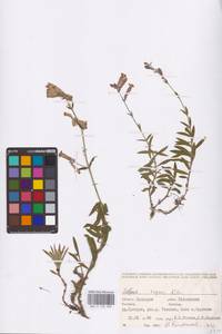 Silene repens Patrin, Eastern Europe, Eastern region (E10) (Russia)