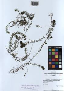 KUZ 026 461, Hydrilla verticillata (L.f.) Royle, Siberia, Altai & Sayany Mountains (S2) (Russia)