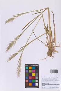Avenula pubescens (Huds.) Dumort., Eastern Europe, Moscow region (E4a) (Russia)