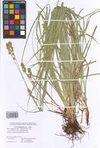 Carex polyphylla Kar. & Kir., Eastern Europe, Lower Volga region (E9) (Russia)