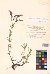 MHA 0 160 262, Veronica austriaca subsp. jacquinii (Baumg.) Watzl, Eastern Europe, Central forest-and-steppe region (E6) (Russia)