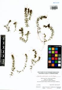 Hydrilla verticillata (L.f.) Royle, Siberia, Baikal & Transbaikal region (S4) (Russia)
