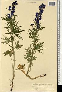 Aconitum glandulosum Rapaics, Mongolia (MONG) (Mongolia)