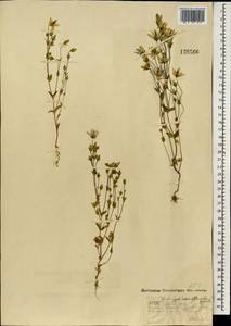 Lomatogonium carinthiacum (Wulfen) Reichenb., Mongolia (MONG) (Mongolia)