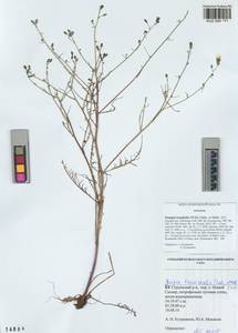 Crepidiastrum tenuifolium (Willd.) Sennikov, Siberia, Altai & Sayany Mountains (S2) (Russia)