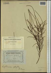 Leptomeria aphylla R. Br., Australia & Oceania (AUSTR) (Australia)