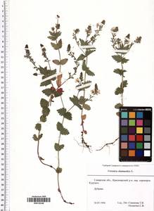 Veronica chamaedrys L., Eastern Europe, Middle Volga region (E8) (Russia)