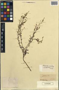 Artemisia maritima L., Eastern Europe, Rostov Oblast (E12a) (Russia)