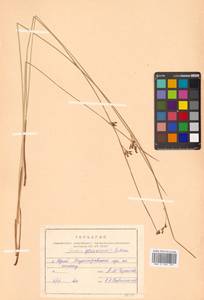 Juncus fauriei H. Lév. & Vaniot, Siberia, Russian Far East (S6) (Russia)