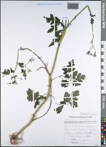 Chaerophyllum nodosum (L.) Crantz, Caucasus, Black Sea Shore (from Novorossiysk to Adler) (K3) (Russia)