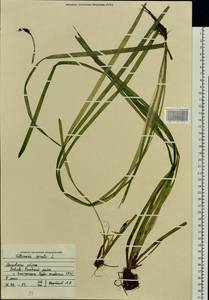 Vallisneria spiralis L., Eastern Europe, Moscow region (E4a) (Russia)