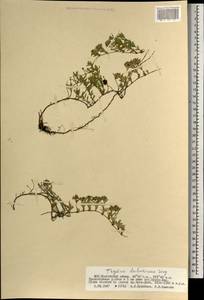 Thymus dahuricus Serg., Mongolia (MONG) (Mongolia)