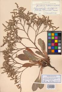 Goniolimon tataricum (L.) Boiss., Eastern Europe, South Ukrainian region (E12) (Ukraine)