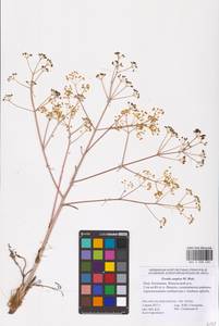 Ferula caspica M. Bieb., Eastern Europe, Lower Volga region (E9) (Russia)