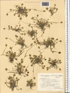 Eremopyrum triticeum (Gaertn.) Nevski, Eastern Europe, Middle Volga region (E8) (Russia)