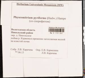 Physcomitrium pyriforme (Hedw.) Brid., Bryophytes, Bryophytes - European North East (B7) (Russia)