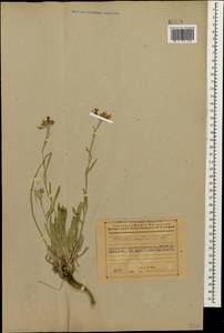 Fibigia suffruticosa (Vent.) Sweet, Caucasus, Azerbaijan (K6) (Azerbaijan)