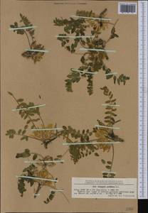 Astragalus exscapus subsp. pubiflorus (DC.) Soó, Western Europe (EUR) (Romania)