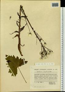 Petasites frigidus (L.) Fr., Siberia, Chukotka & Kamchatka (S7) (Russia)