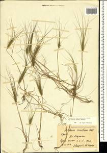 Taeniatherum caput-medusae (L.) Nevski, Crimea (KRYM) (Russia)