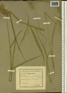 Agropyron cristatum (L.) Gaertn., Siberia, Baikal & Transbaikal region (S4) (Russia)