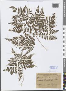 Dryopteris amurensis (Milde) Christ, Siberia, Russian Far East (S6) (Russia)