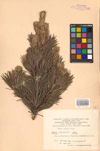 Pinus mugo Turra, Eastern Europe, West Ukrainian region (E13) (Ukraine)