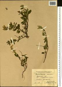Scutellaria supina L., Eastern Europe, North Ukrainian region (E11) (Ukraine)