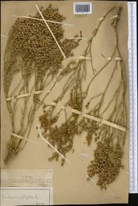 Anabasis aphylla L., Middle Asia, Muyunkumy, Balkhash & Betpak-Dala (M9) (Kazakhstan)