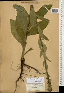 Verbascum thapsus L., Caucasus, Stavropol Krai, Karachay-Cherkessia & Kabardino-Balkaria (K1b) (Russia)