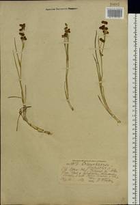 Scheuchzeria palustris L., Eastern Europe, Central forest region (E5) (Russia)