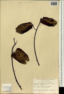 Caesalpinia decapetala (Roth)Alston, South Asia, South Asia (Asia outside ex-Soviet states and Mongolia) (ASIA) (China)