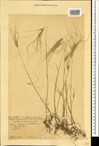 Taeniatherum caput-medusae (L.) Nevski, Crimea (KRYM) (Russia)