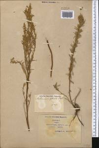 Artemisia glauca Pall. ex Willd., Middle Asia, Syr-Darian deserts & Kyzylkum (M7) (Kazakhstan)