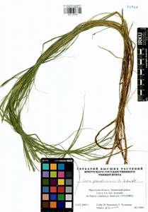 Carex pseudocuraica F.Schmidt, Siberia, Baikal & Transbaikal region (S4) (Russia)