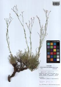 Gypsophila patrinii Ser., Siberia, Altai & Sayany Mountains (S2) (Russia)