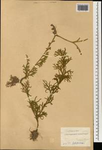 Palhinhaea cernua (L.) Vasc. & Franco, South Asia, South Asia (Asia outside ex-Soviet states and Mongolia) (ASIA) (China)