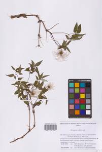 Clematis sibirica (L.) Mill., Eastern Europe, Northern region (E1) (Russia)
