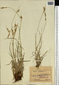 Carex pallescens L., Eastern Europe, Eastern region (E10) (Russia)