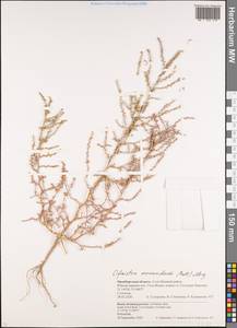 Ofaiston monandrum (Pall.) Moq., Eastern Europe, Eastern region (E10) (Russia)