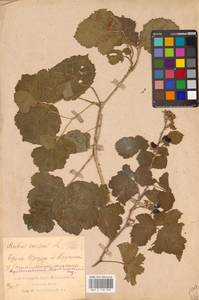 Rubus caesius L., Eastern Europe, Middle Volga region (E8) (Russia)