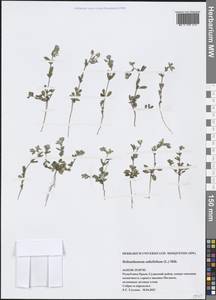 Helianthemum salicifolium (L.) Mill., Crimea (KRYM) (Russia)