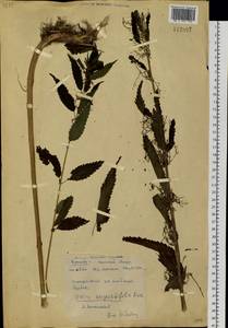 Urtica dioica var. holosericea Fr., Siberia, Russian Far East (S6) (Russia)